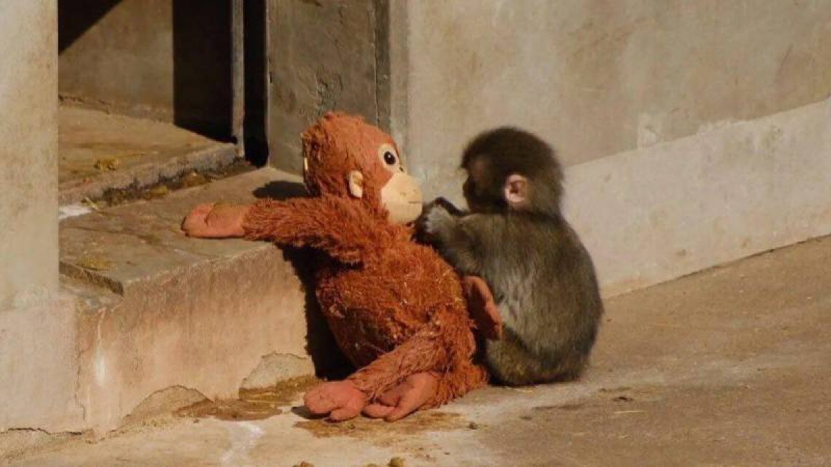 Peluş Oyuncakla Teselli Bulan Maymun