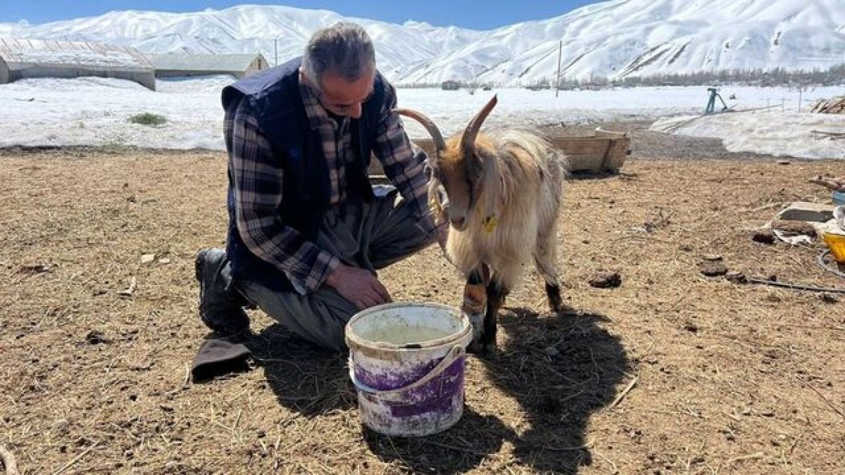 Yüksekova'da Besicilere "Kar" Engeli: Hayvanlar Meraya Çıkamadı