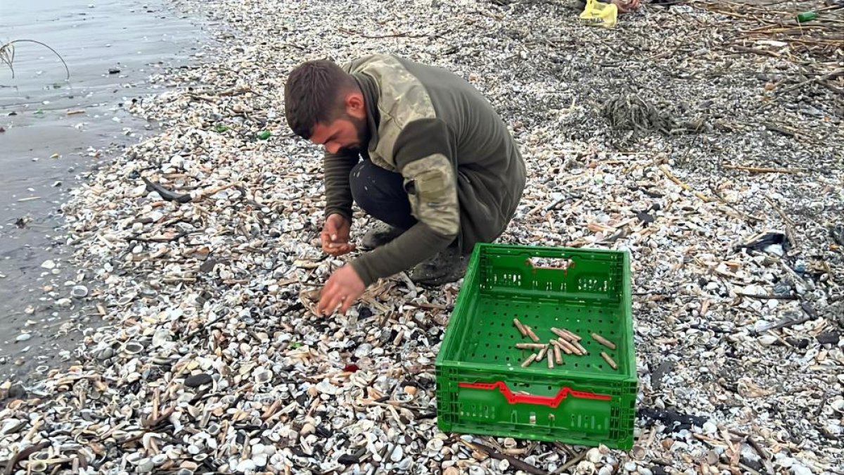 Binlerce Kargı Midyesi Sahile Vurdu