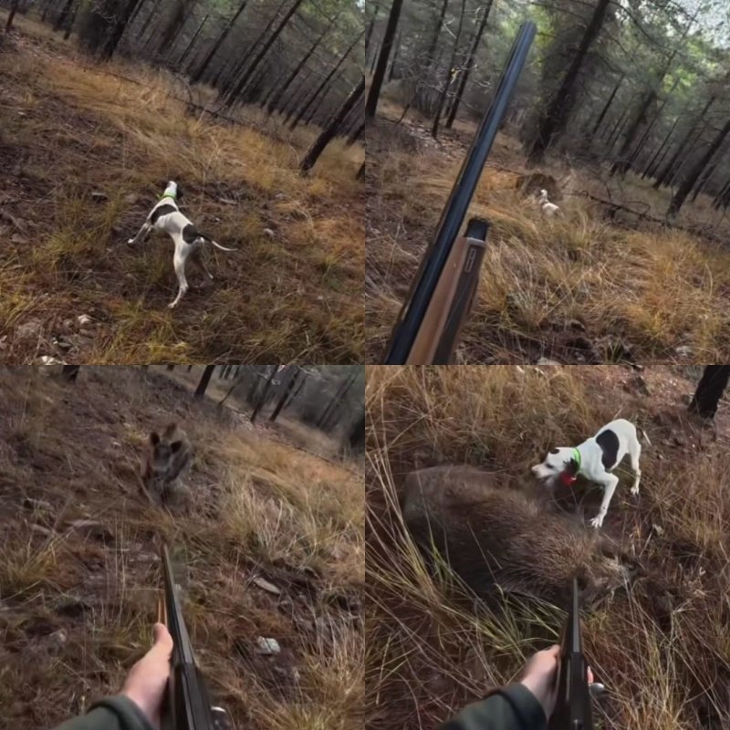 Av Sırasında Domuz Saldırısı