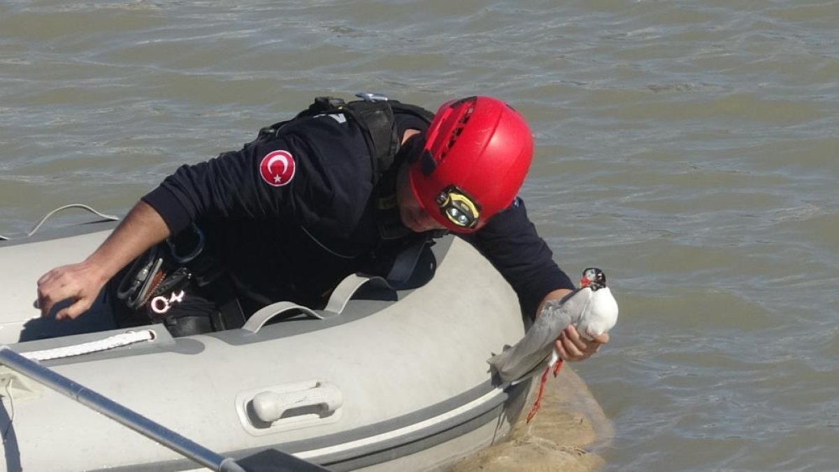 Antalya’da Martı Kurtarma Operasyonu