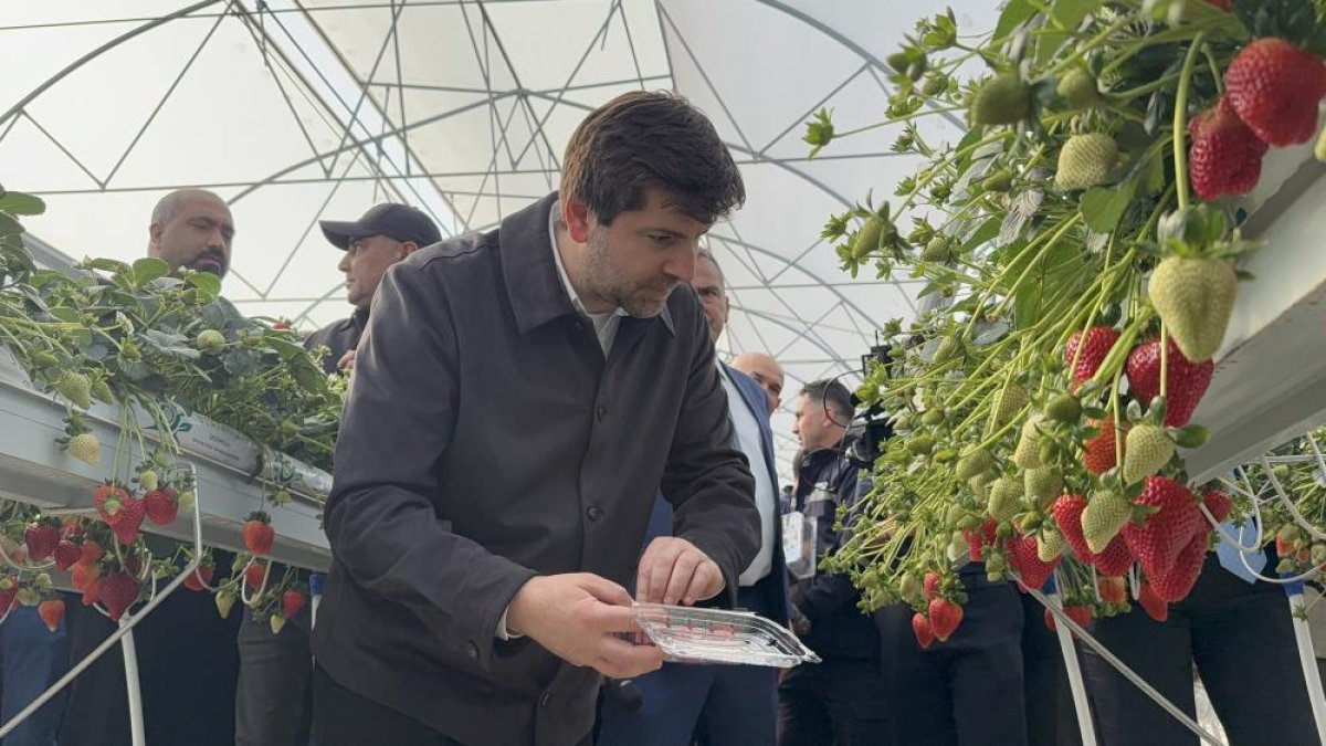 Tarsus'ta İlk Çilek Hasadı Yapıldı