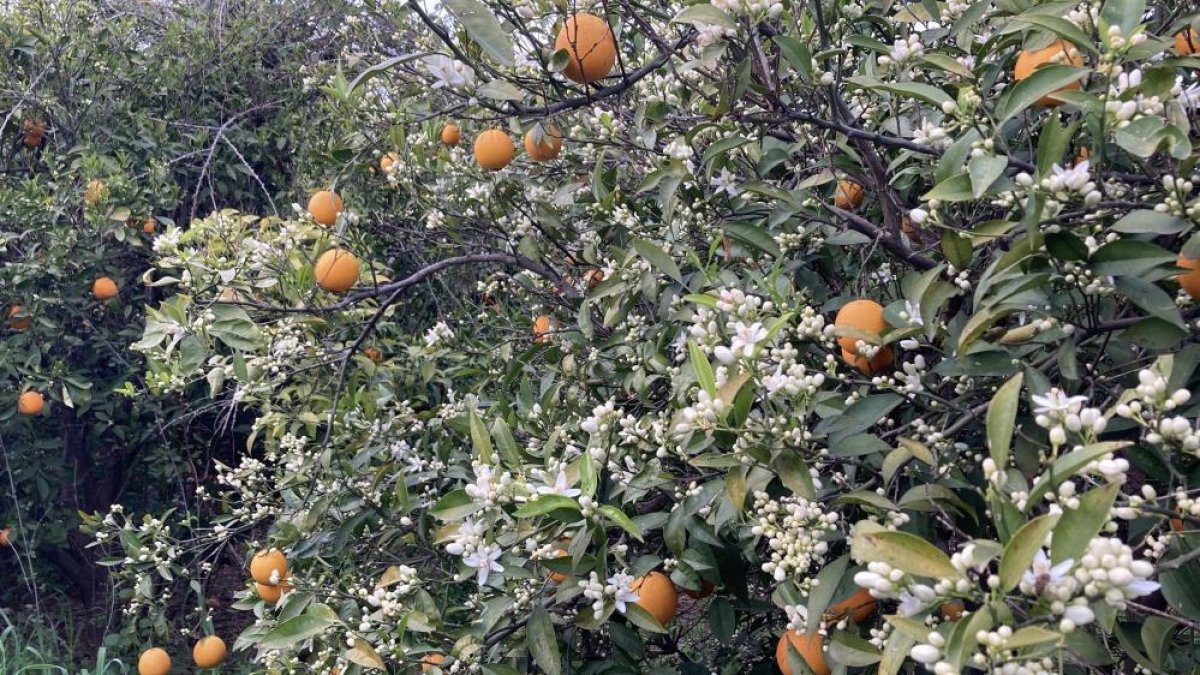 Mersin'de Portakal Ağaçlarında Çiçekler Açtı