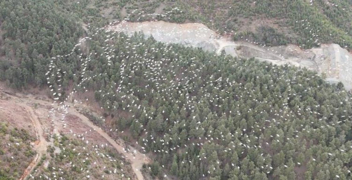 Ak Pelikanların Dansı Mersin'de Görsel Şölen Yarattı