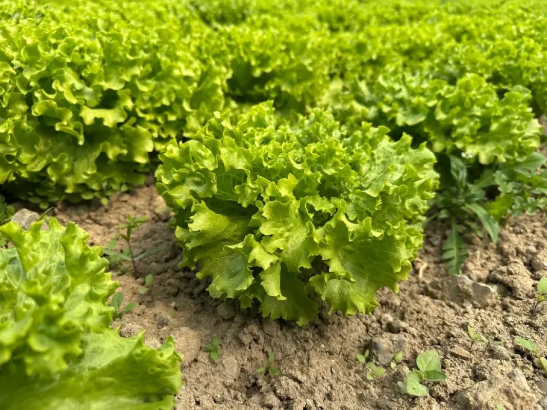 Marul Üreticisi Mutlu. Mahsul Eken Kazandı, 35 TL'ye Tarladan Satılıyor