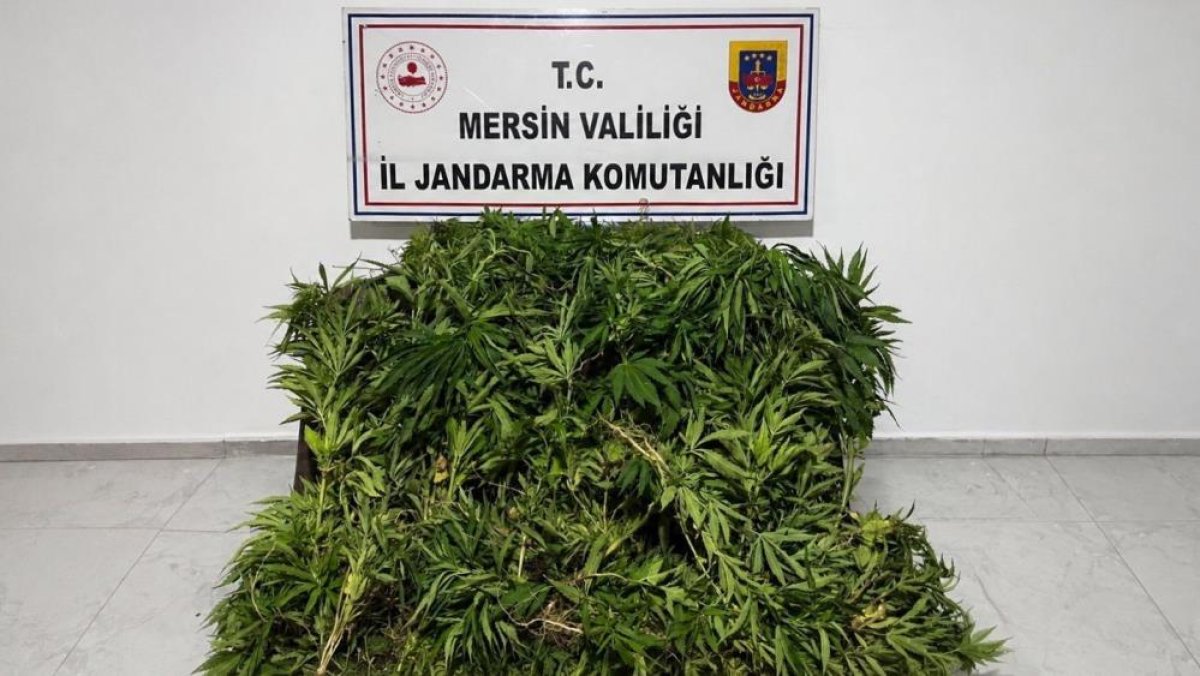 Mersin'de ormanlık alana ekilen bin 500 kök kenevir ele geçirildi