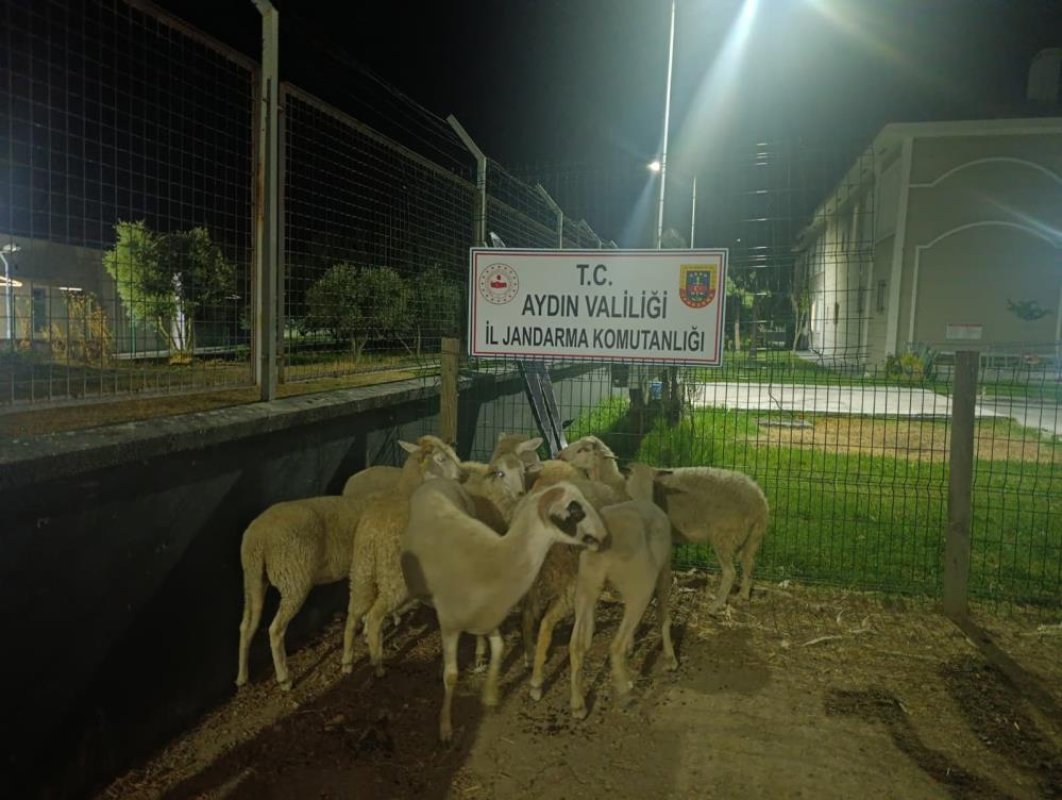 Koçarlı'da 15 koyun evin bahçesinden çalındı
