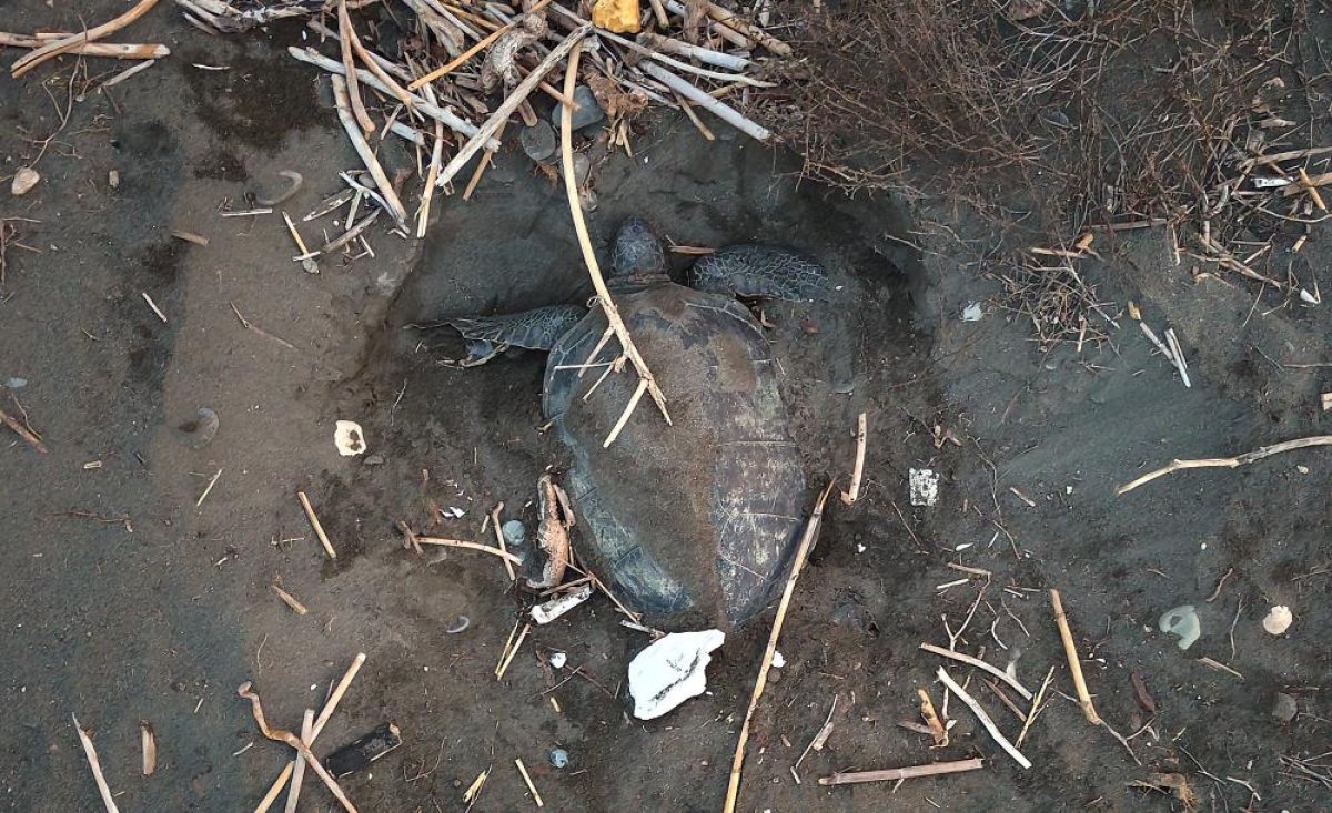 Popülasyonu artıyor: Caretta carettaların yuvalaması geç başladı, yoğun sürüyor