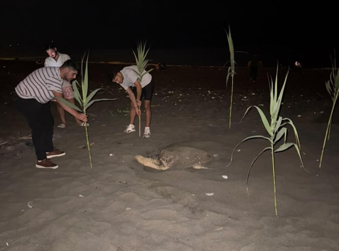 Caretta carettayı yuva yaparken gören gençler, duyarlılık gösterdi önlem aldı