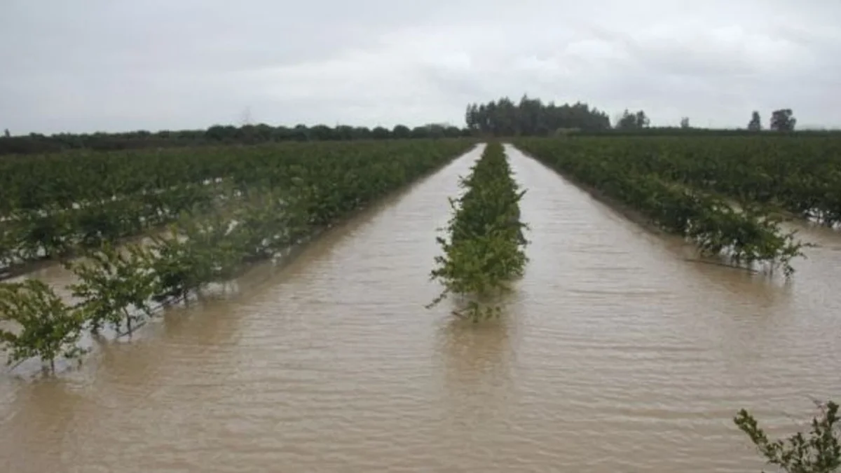 Adana Tarlaları Sel Sularına Teslim