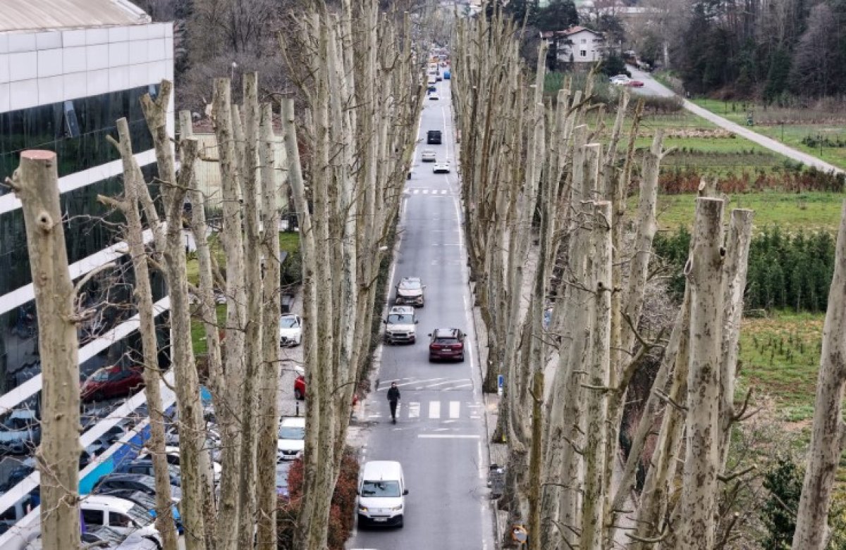 İstanbul’un Tarihi Çınarlarına Budama, Tartışma Başlattı