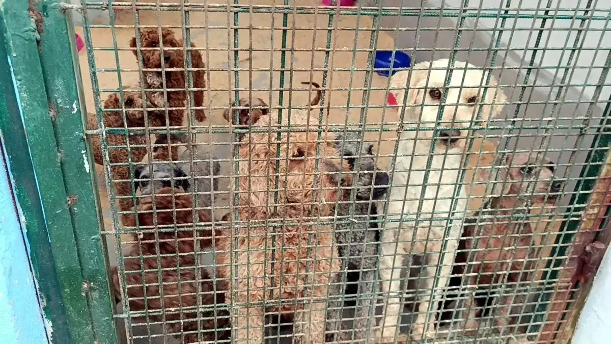 İzinsiz Köpek Üretim Çiftliğine Operasyon
