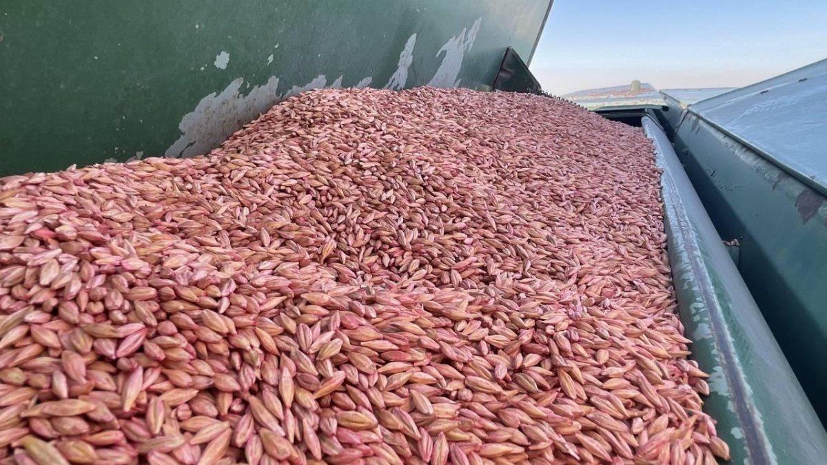 211 Ülkeye 4,8 Milyar Dolarlık Hububat İhraç Edildi
