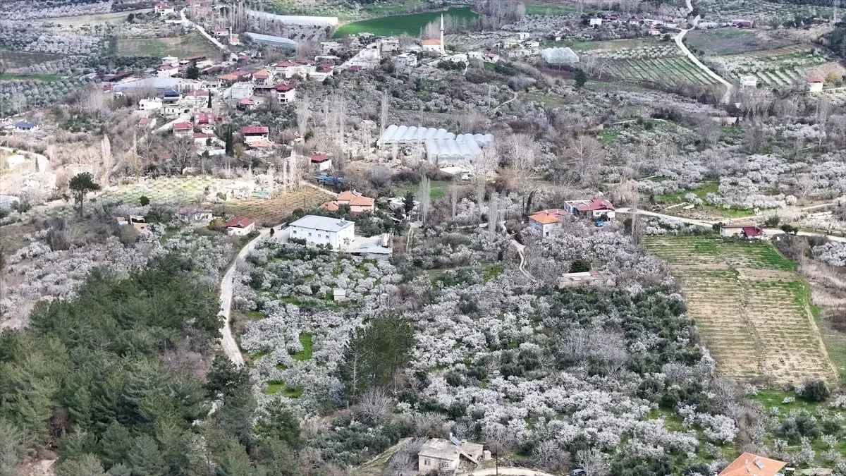 Mut’ta Erik Ağaçları Çiçek Açtı