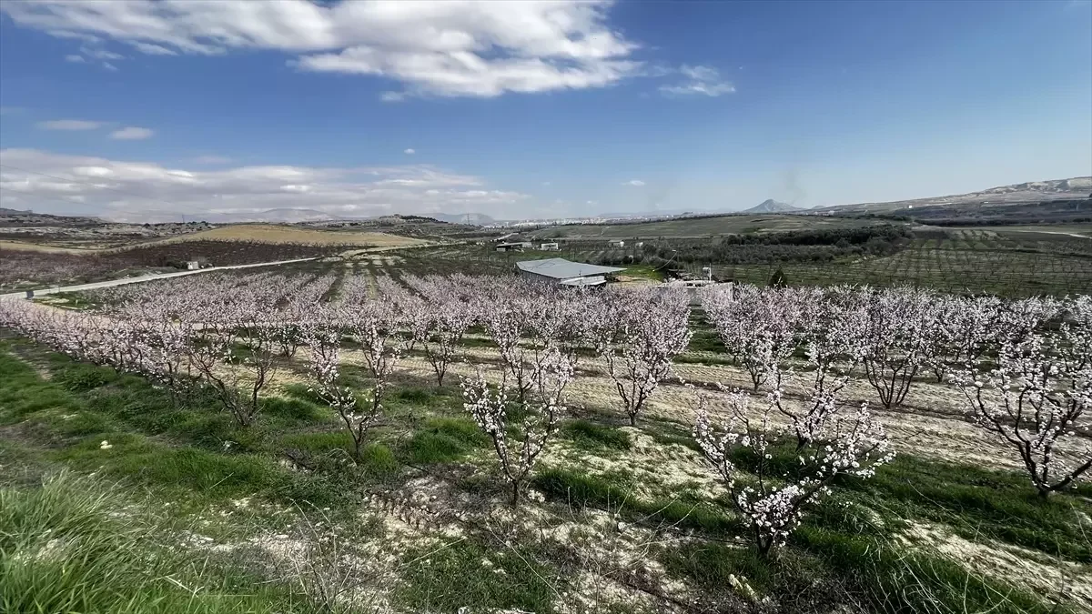 Mut’ta Kayısılar Çiçeklendi