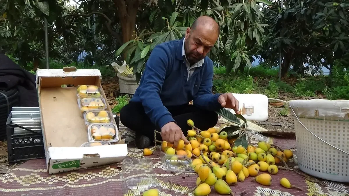 Erdemli’de Yenidünya Sezonu