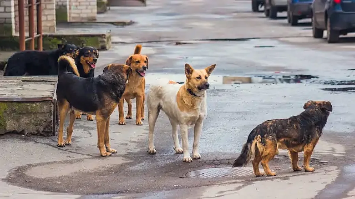 Mersin’de Köpeklerin Saldırdığı Küçük Çocuk Yaşam Mücadelesi Veriyor